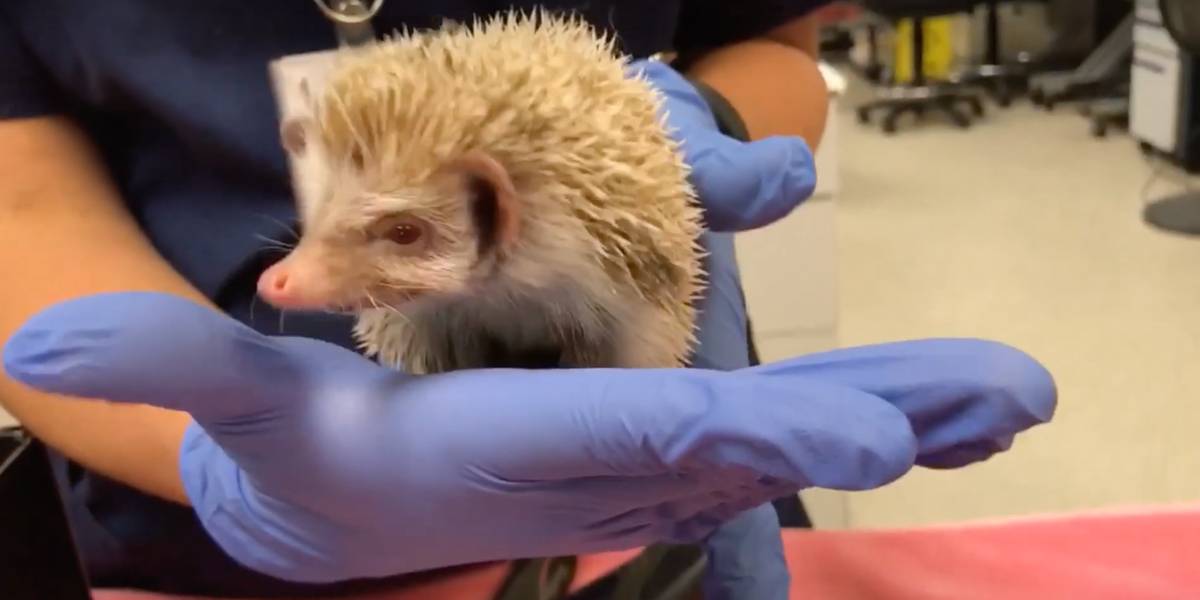 Adorable Albino Hedgehog Finds Its Forever Home