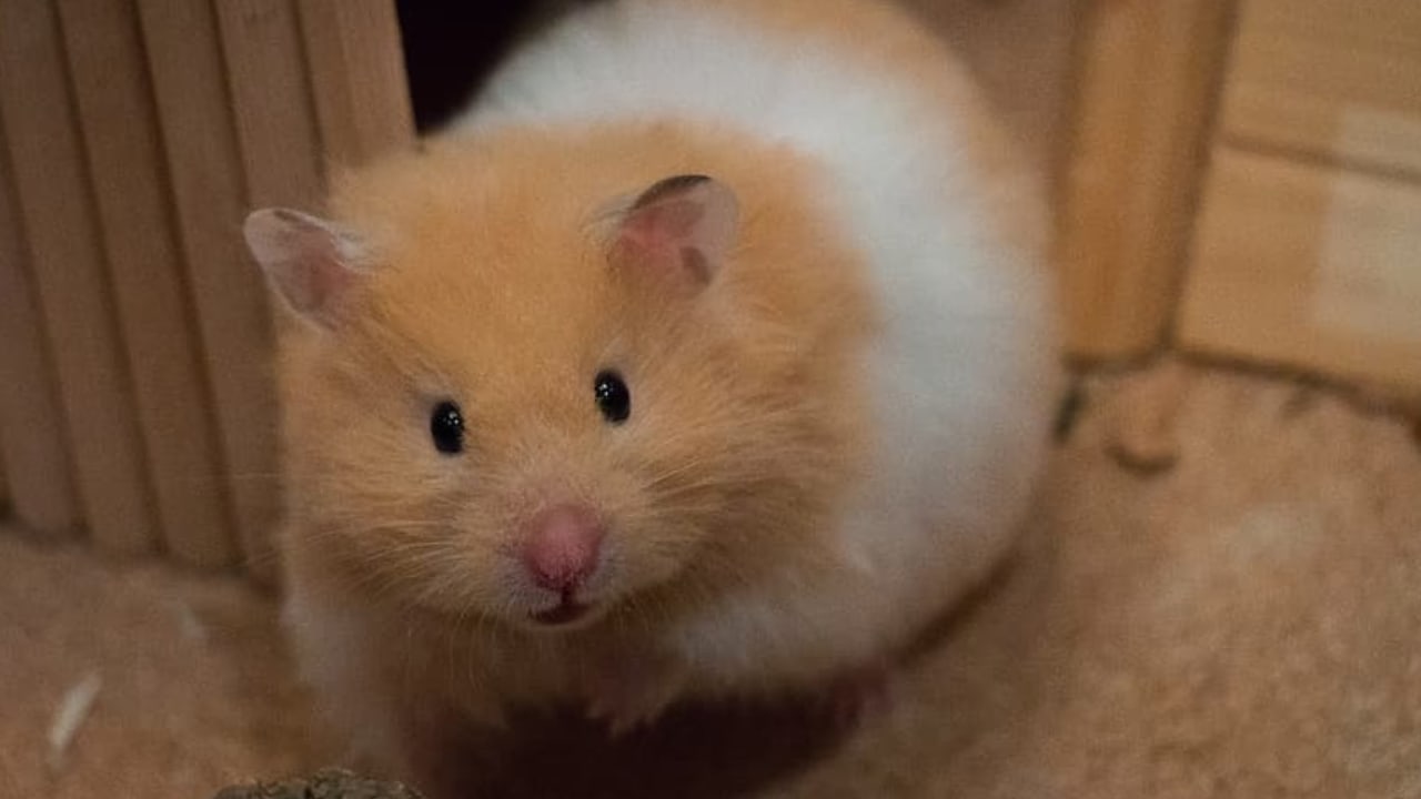 Hamster Wet Tail: A Fatal Condition Affecting Newborn Hamsters