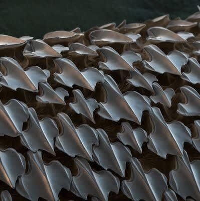 This is shark skin under electron microscope