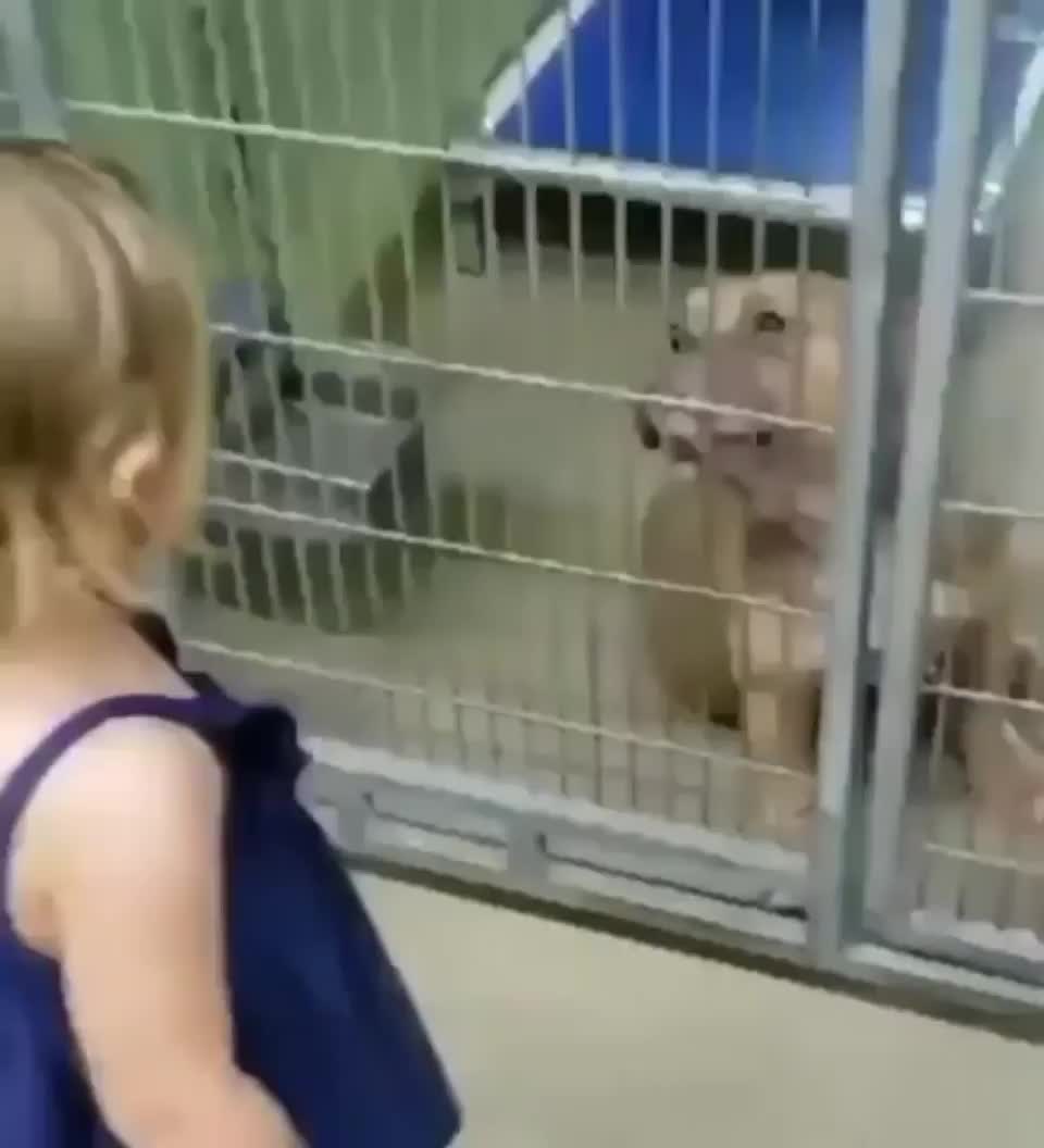 Little girl fell in love with a dog at the shelter and her mom adopted it for her