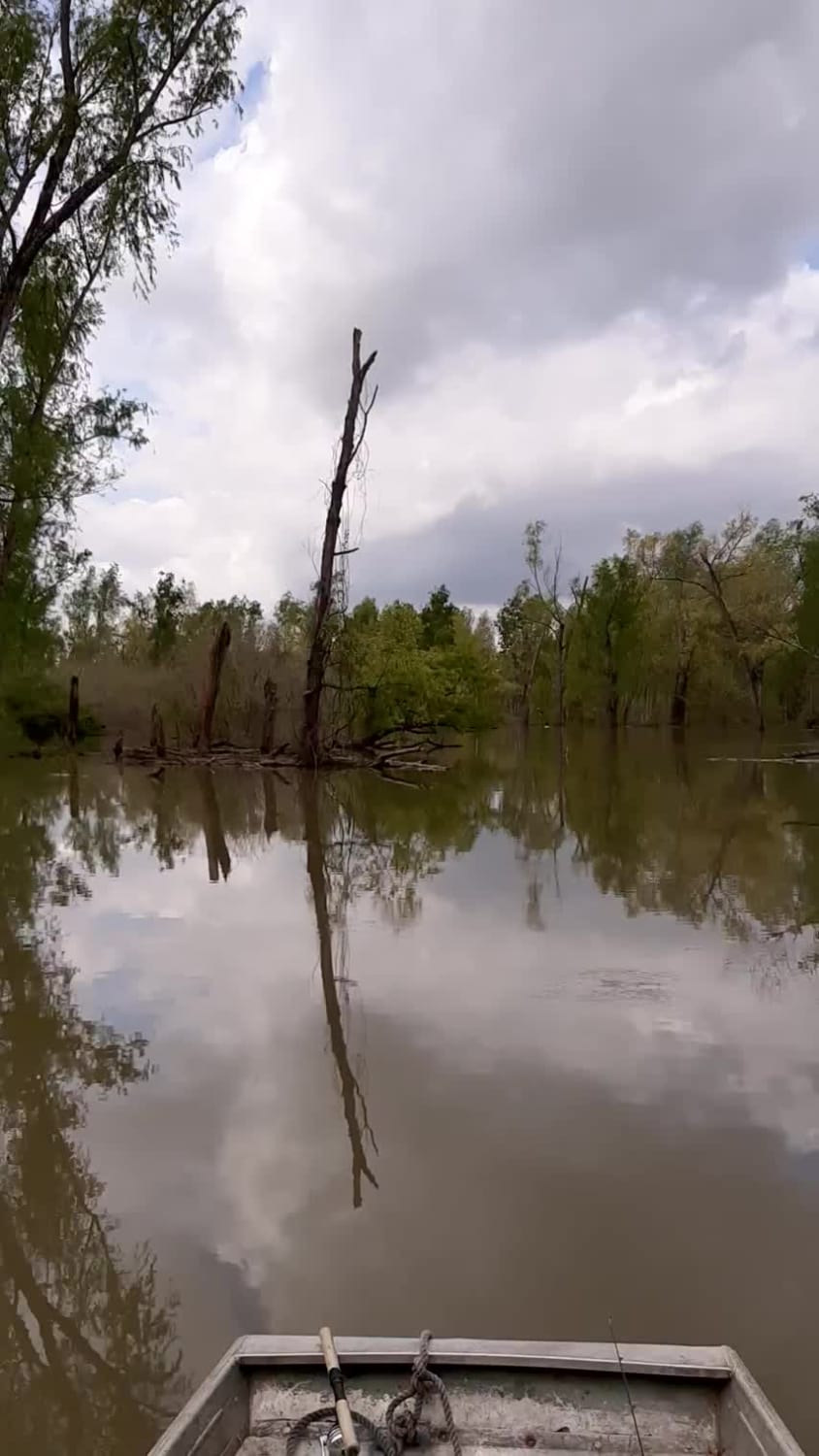 The sounds of this bayou on the Mississippi River