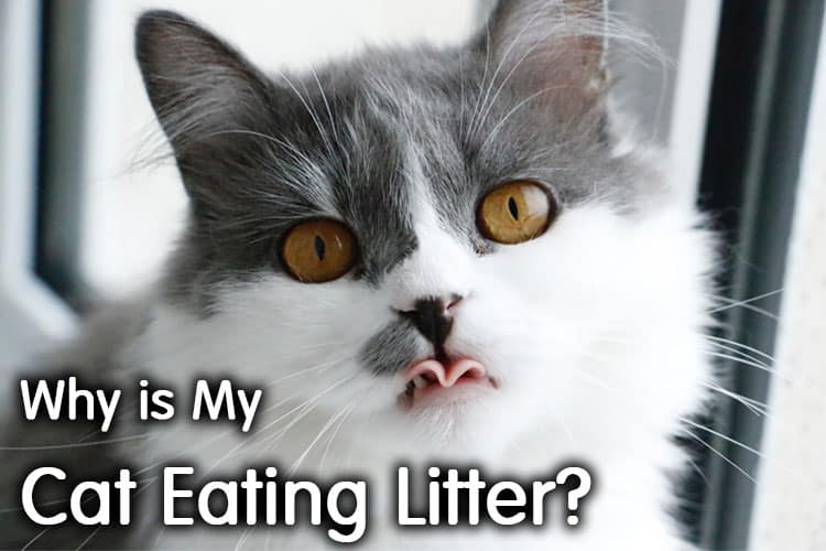 Why Is My Cat Eating Litter? | Complete Guide