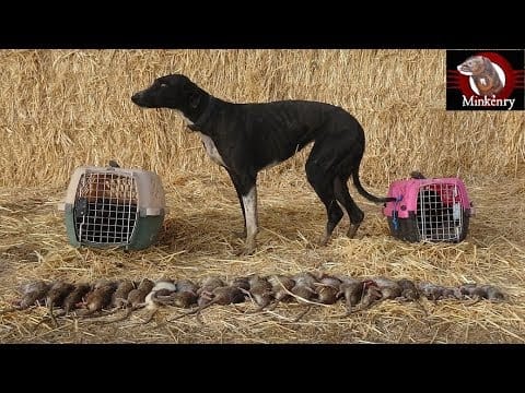 Trained Mink and Dog Catch 25 rats!!!