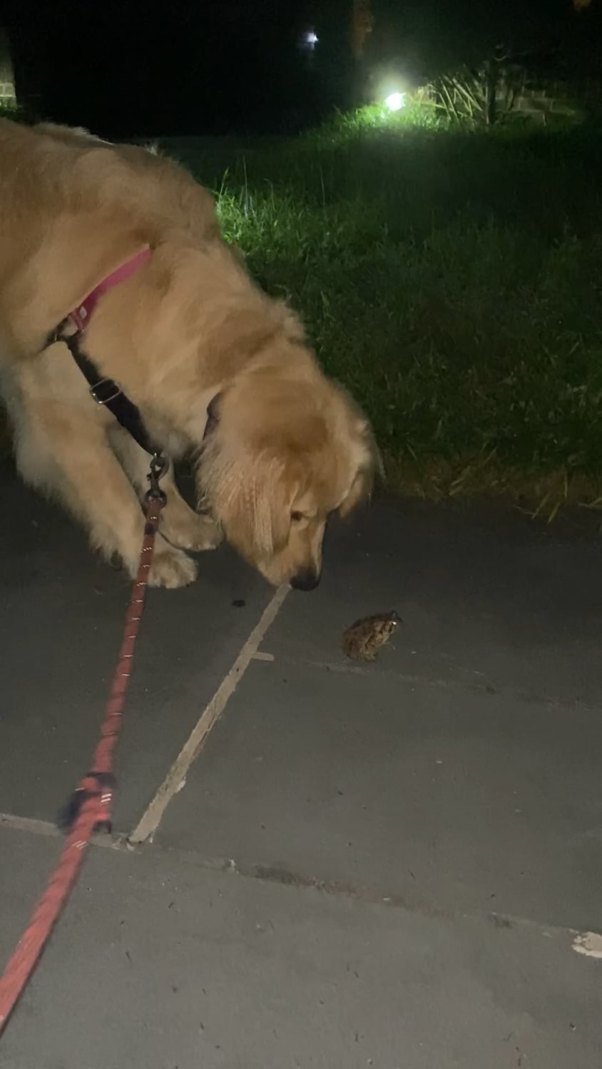 Found a frog and now we’re following it 🥺