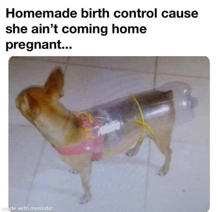 Chihuahua birth control