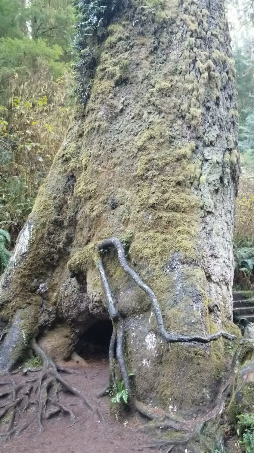 A giant spruce tree that has been growing for nearly 600 years on the Oregon Coast.