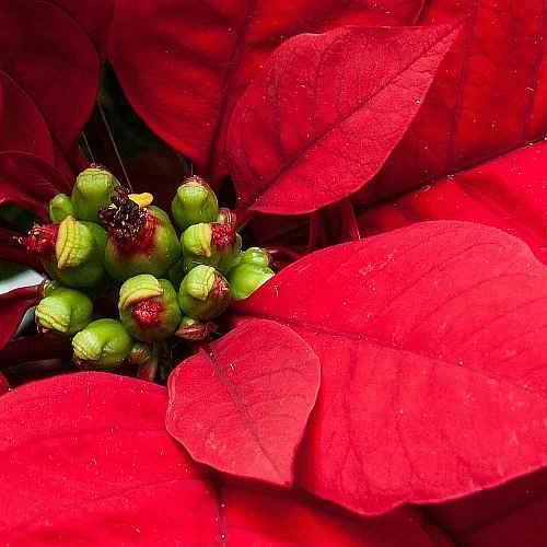 Poinsettia Care and Reflowering of the Plant