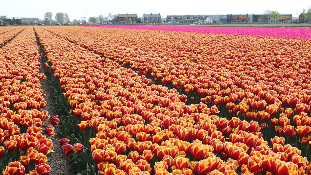 11 gorgeous places to visit in The Netherlands