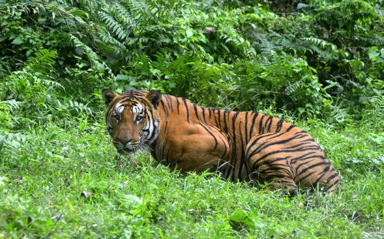 Paper tigers: India's big cat surveys 'over reporting numbers'