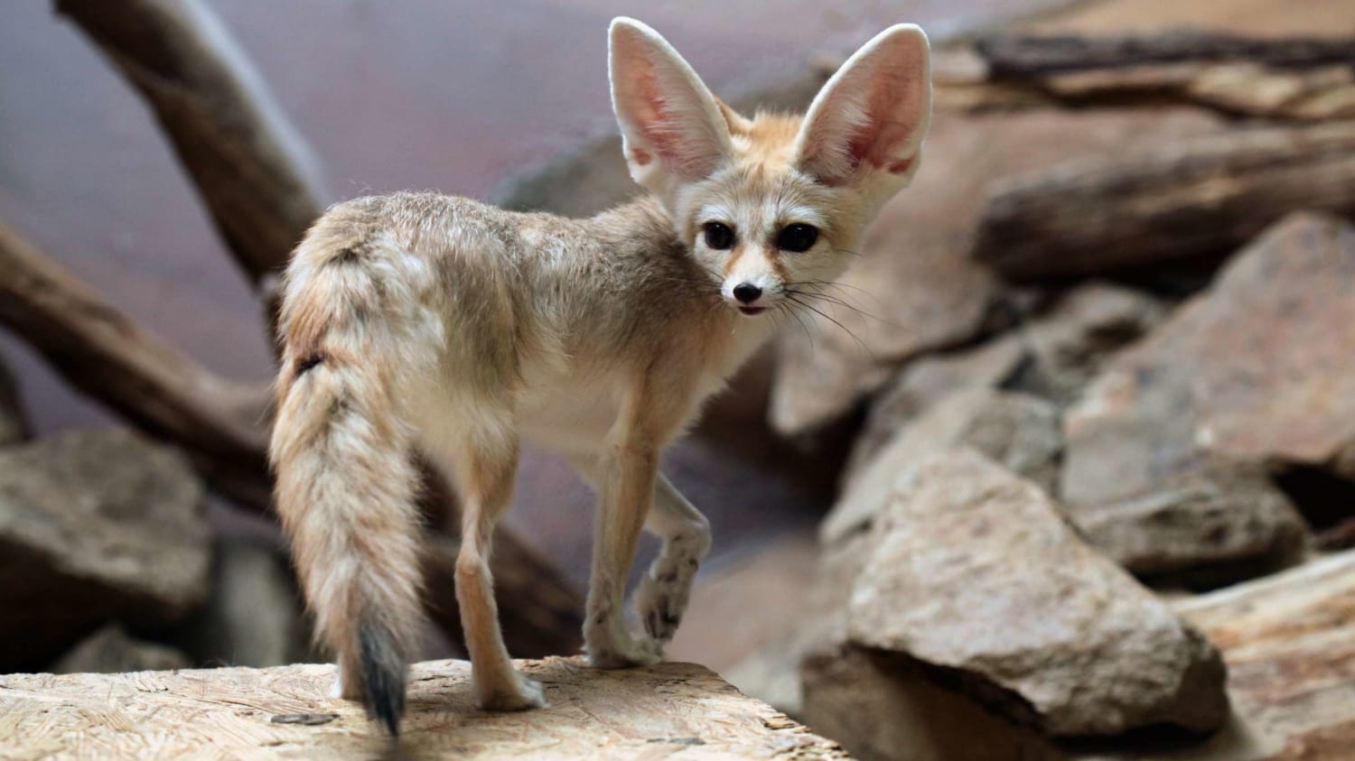 Watch Fennec Foxes Exploring an Empty Chattanooga Zoo