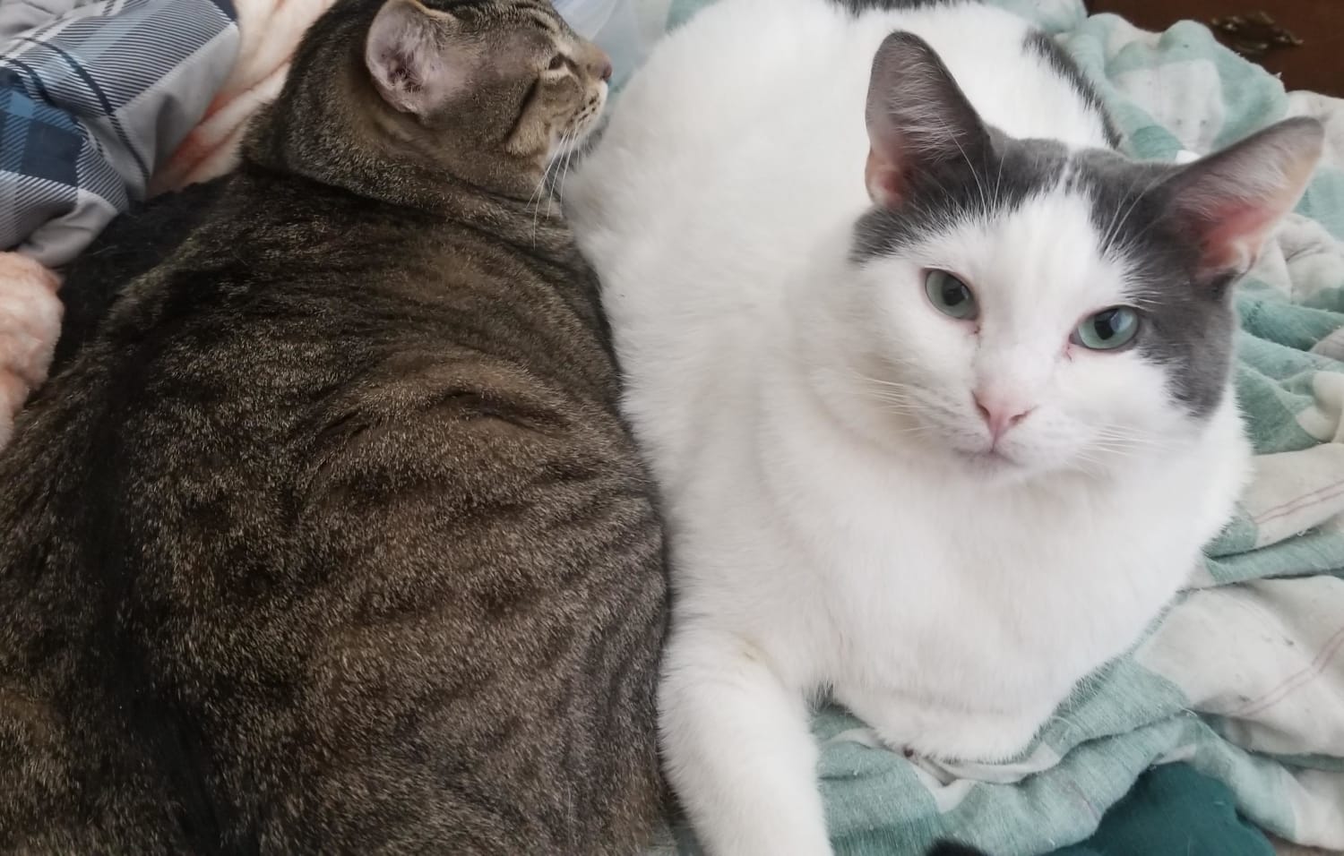 Out of our 7 cats we have 3 chonks. Here is two of them (Jackathew and Rage Kitten)