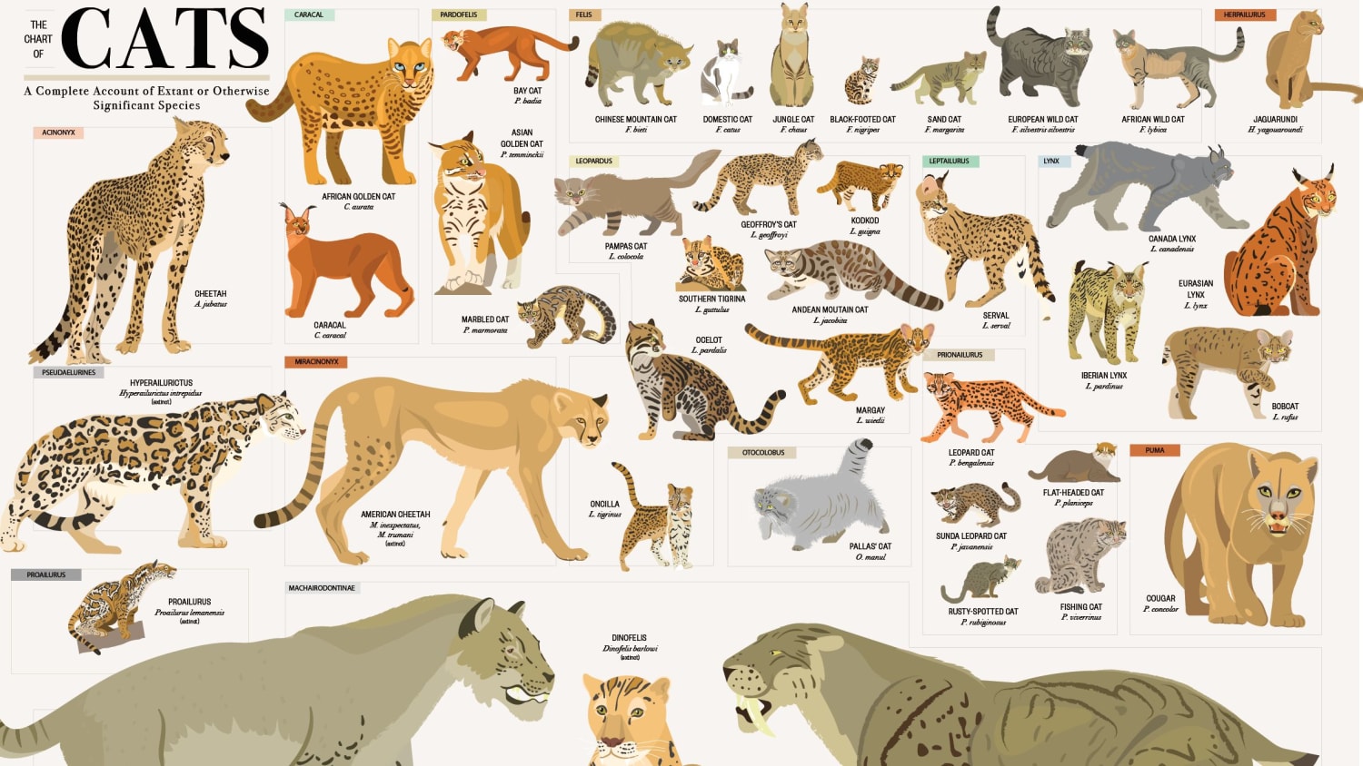 This Wall Chart Shows Every Species in the Cat Kingdom