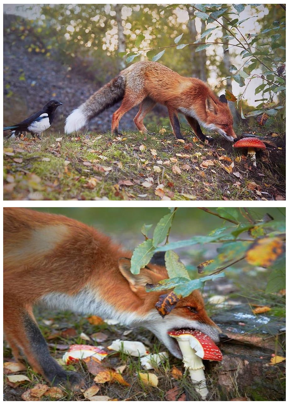 Apparently this fox is more interested in the hallucinogenic effects of a toxic amanita muscaria than chasing after the curious Eurasian magpie behind it. Interestingly, after parboiling this mushroom which weakens its toxicity and breaks down the mushroom's psychoactive substances, it can be eaten.