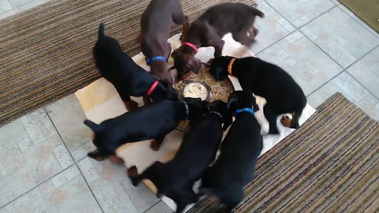 A Litter of Puppies Create a Furry Pinwheel As They Eat From the Same Bowl at the Same Time