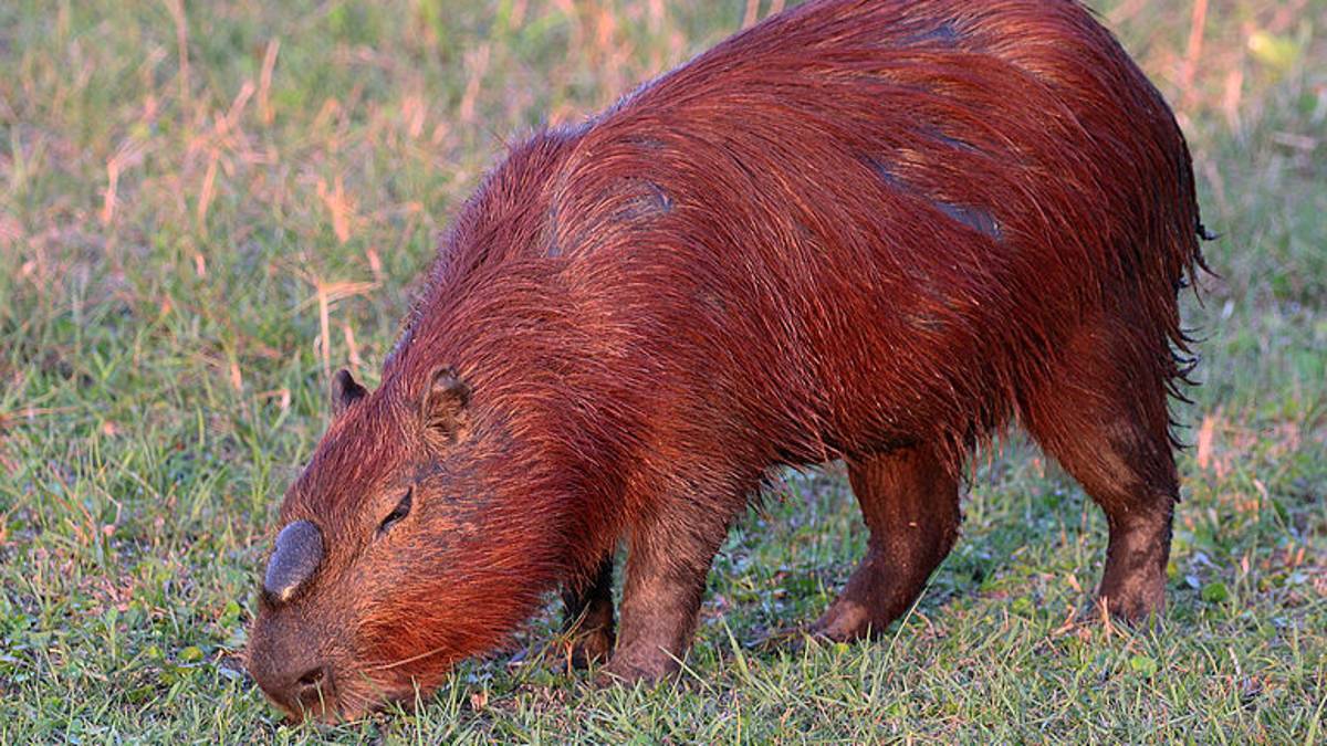 Taronga Zoo Has Set Up A 24/7 Capybara Live Stream
