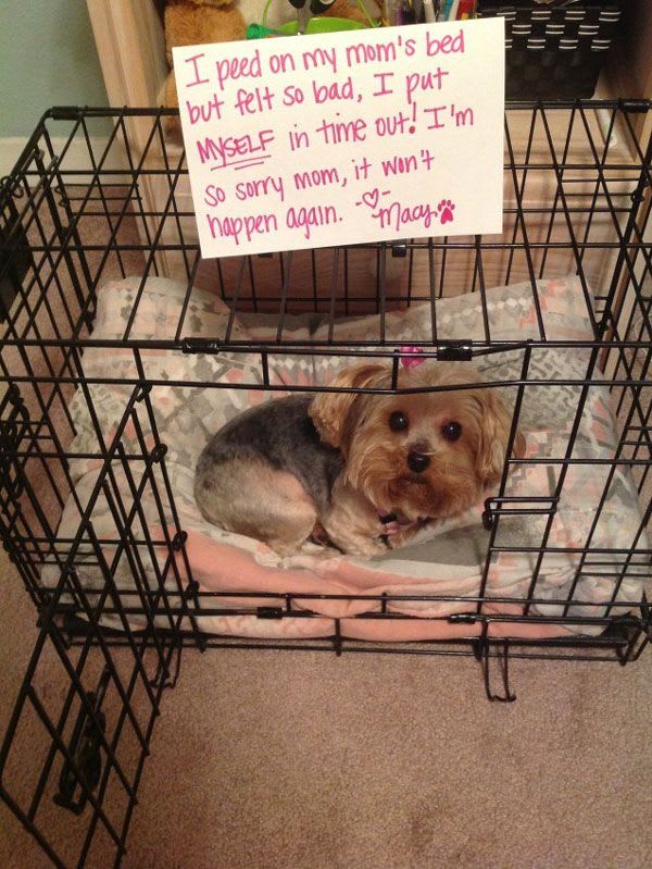 funny pictures of dogs | Funny dog pictures, Dog shaming, Bad dog
