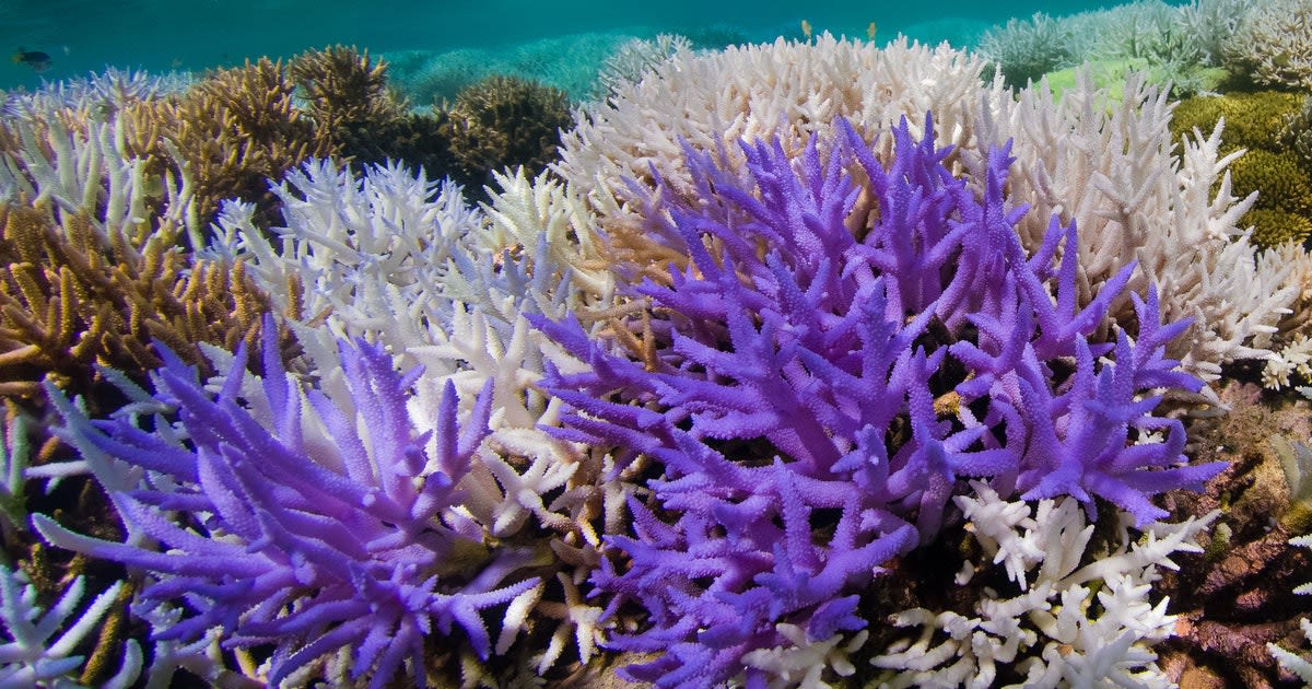 Vibrantly colorful coral revealed as a last-ditch survival response