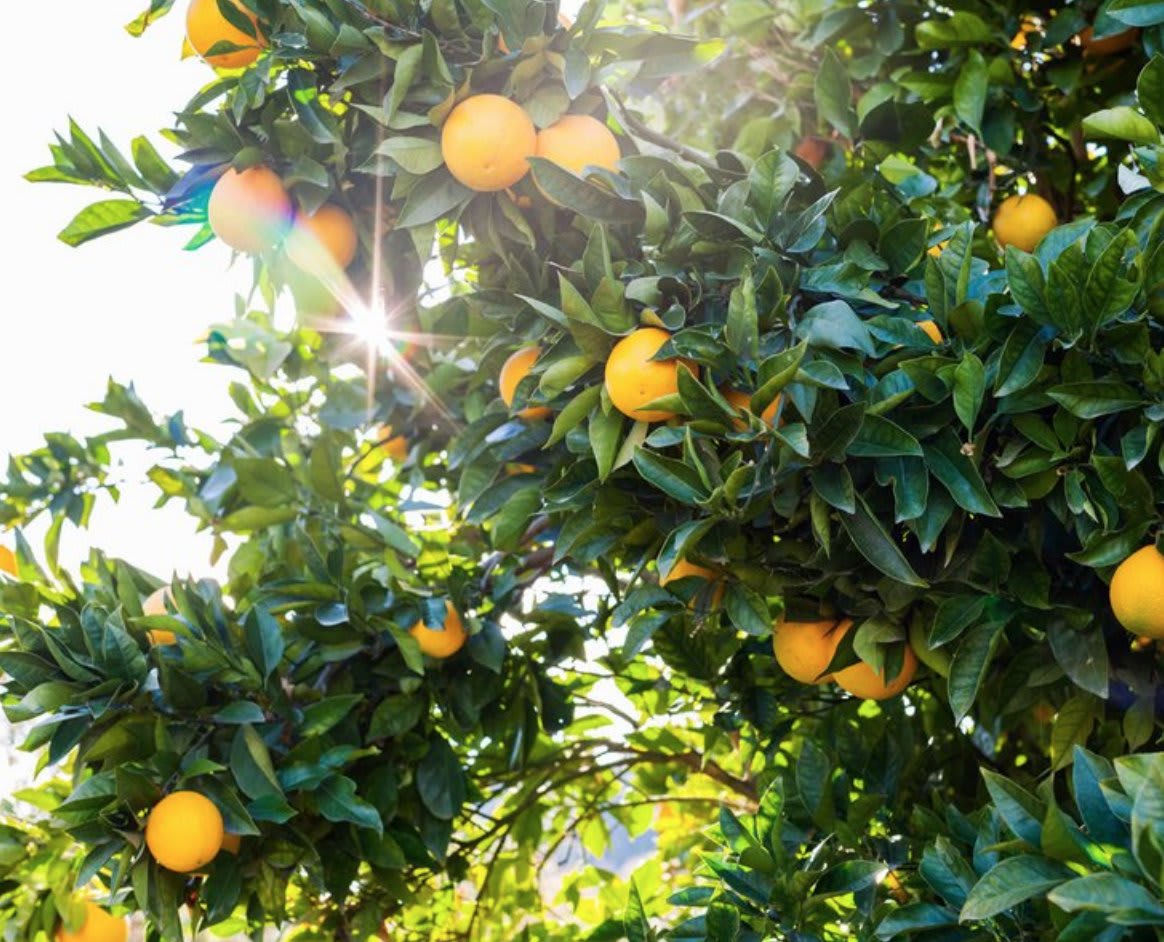Our Guide to Growing Citrus in the Garden: