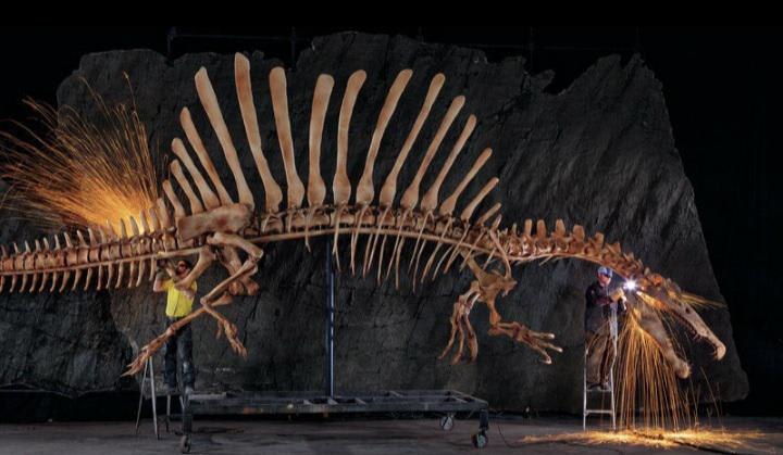 A spinosaurus reconstruction , with people working on it for scale .