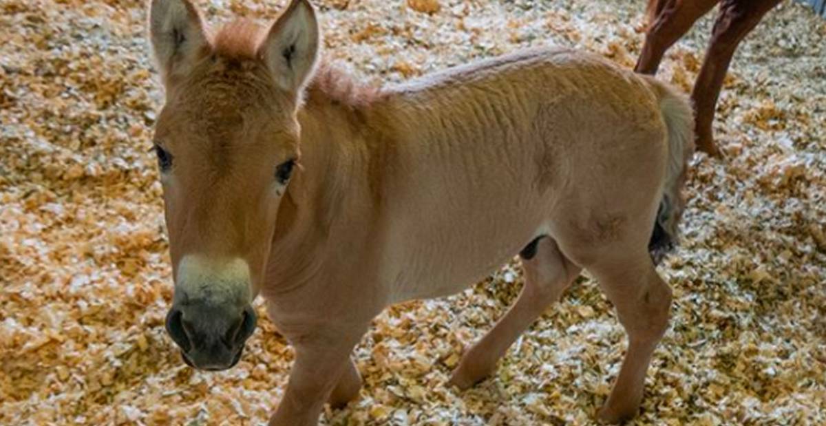 First Clone Of Endangered Horse Born In Effort To Save Species