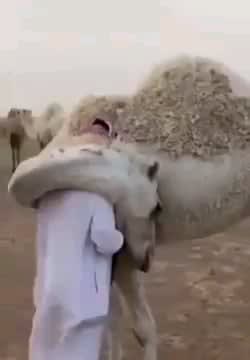 A camel greeting his herder who was absent for a few days.