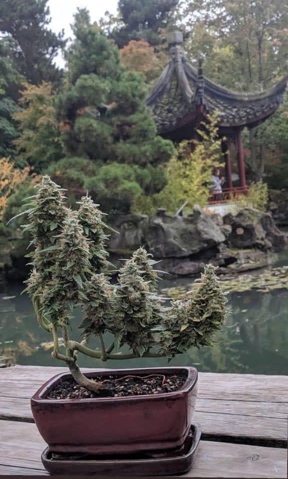 Cannabis Bonsai