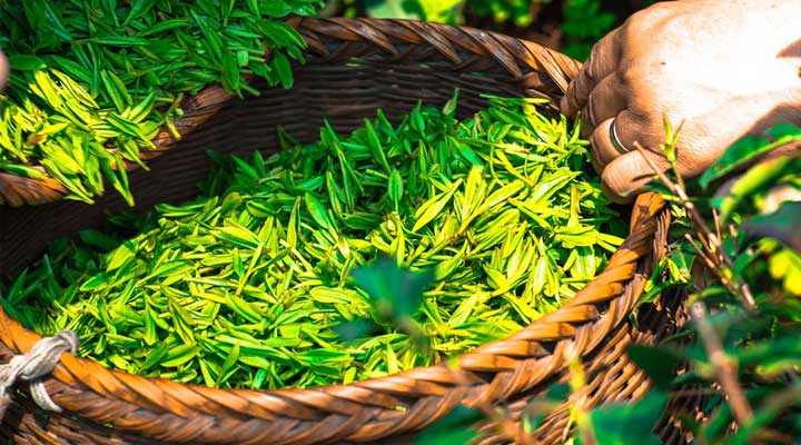15 Best Green Tea Brands In India - Green Tea Brands REVIEW!