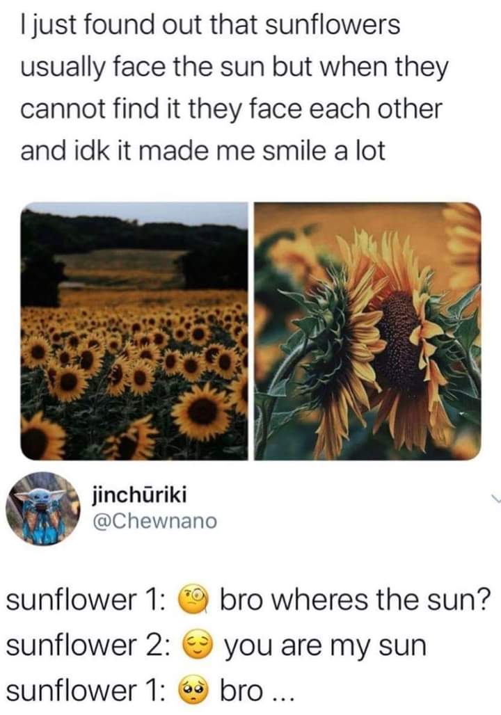 Sunflowers face each other when they can't find the sun... 🌞