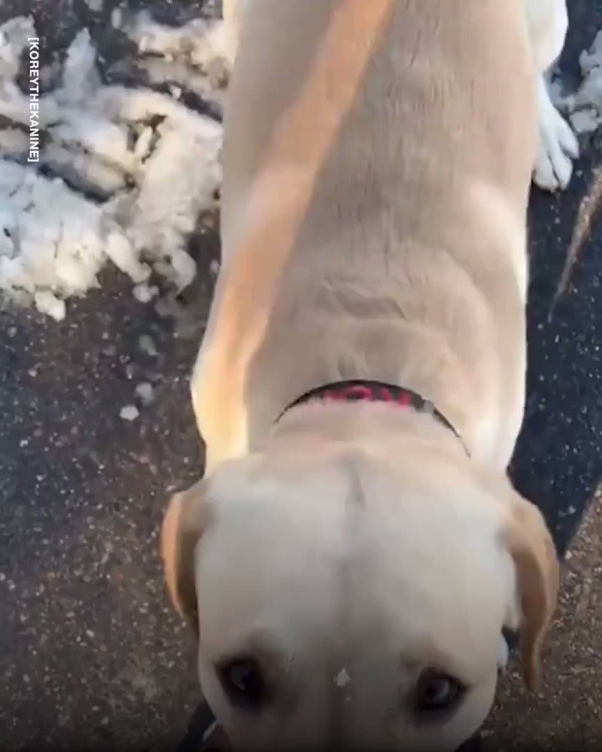 This assistance dog uses his 'boop alarm' to let his owner know when her blood sugar is low! 🐶👏 🎥: koreythekanine