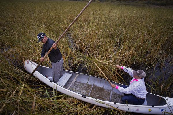 The Cross-Border Indigenous Battle for Wild Rice