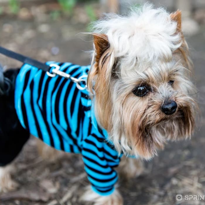 Fashion for dogs - what you need to know about it?