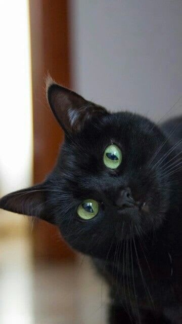 Miauu! | Cute black cats, Black cat art, Pretty cats