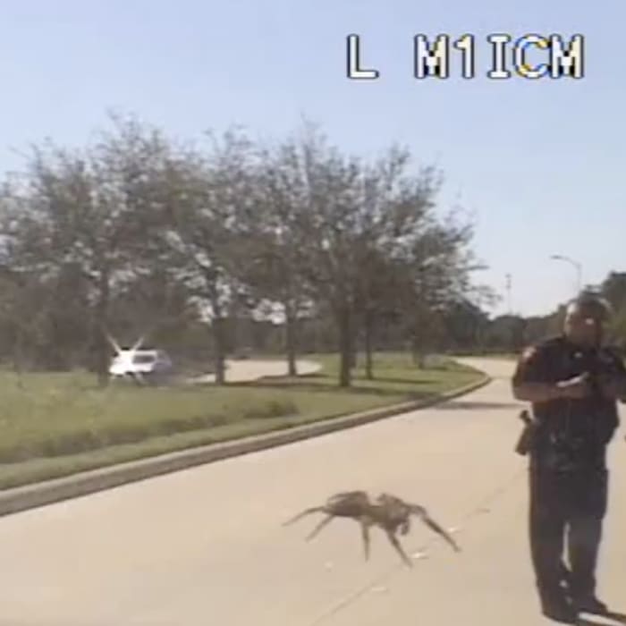 Spider caught on police cam creates 'Halloween scare'