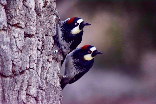 Acorn Woodpeckers Have Multi-Day Wars, and Birds Come From All Around to Watch
