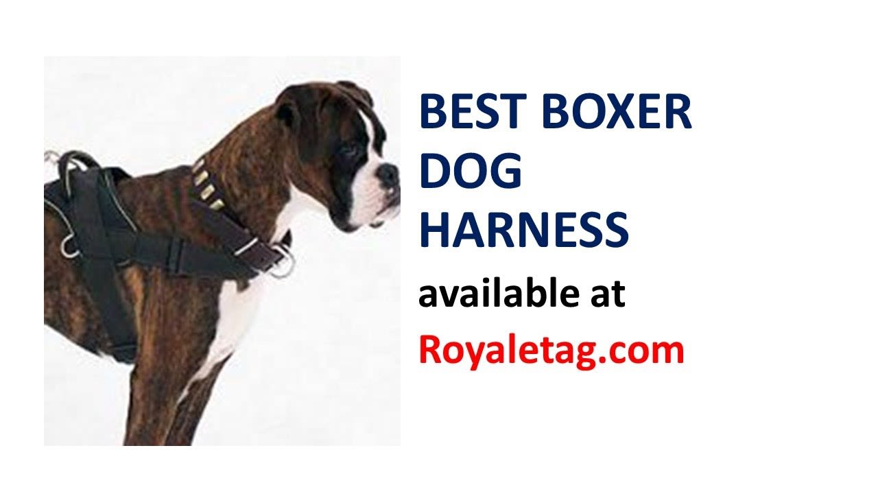 Best Harnesses for Boxer Dog Dogs in 2021