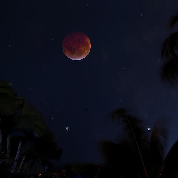 Super Blood Wolf Moon by Mark Andrew Thomas
