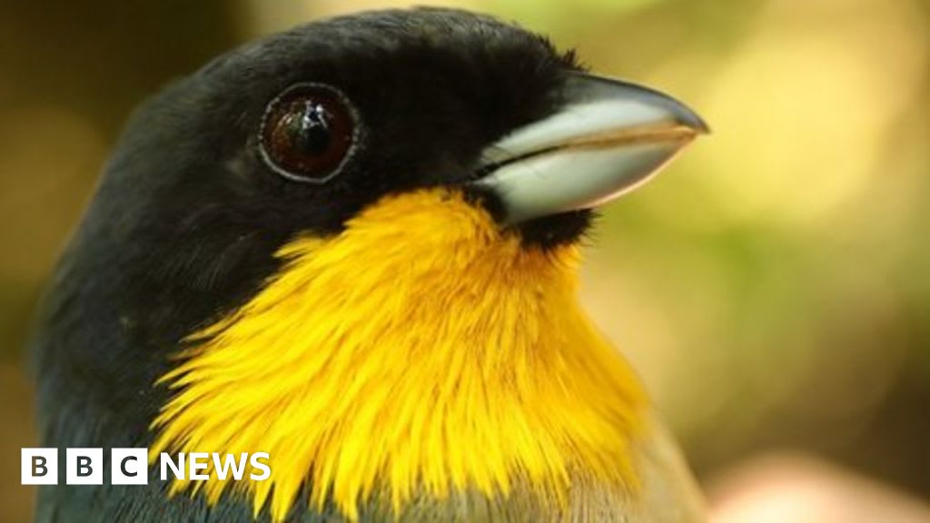Climate change is 'escalator to extinction' for mountain birds