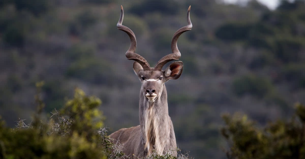 These Stunning Antelopes in Africa Have Incredibly Symmetrical Spiral Horns
