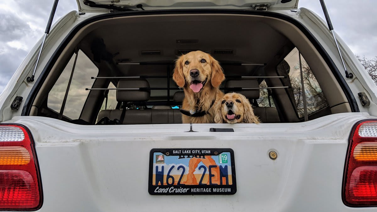 What's the Best Way to Keep Your Dog Safe in a Car?