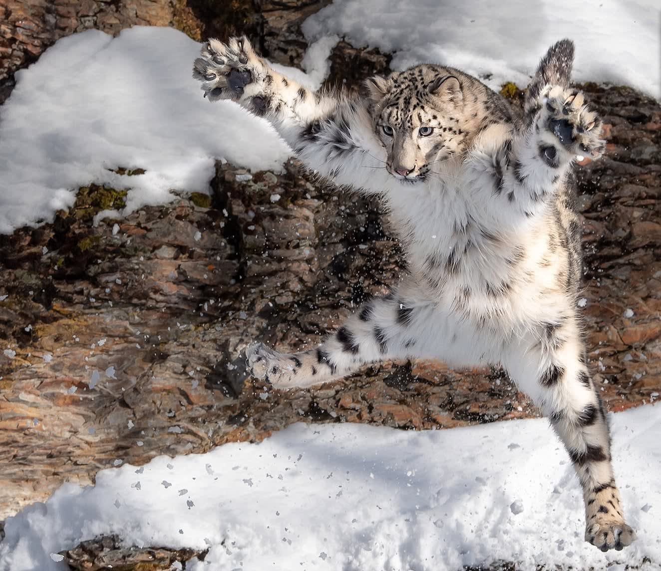 The majestic Snow Leopard