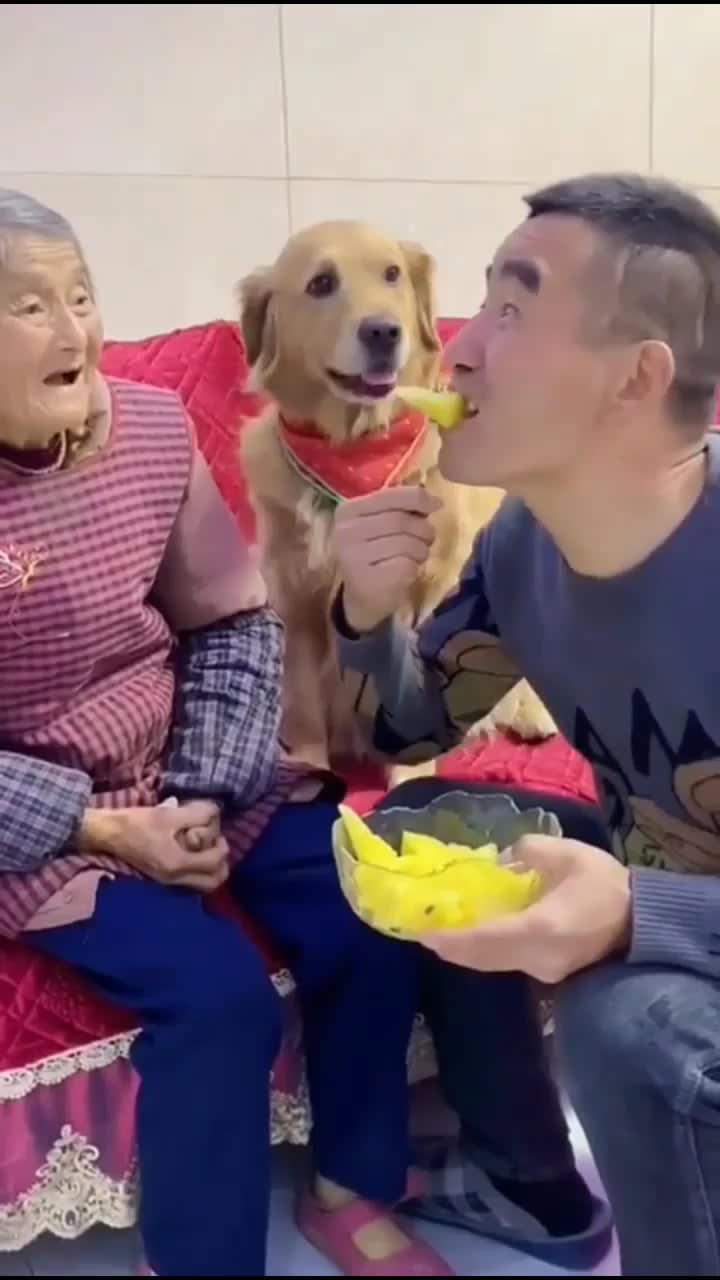 Dog wants to feed old owner first