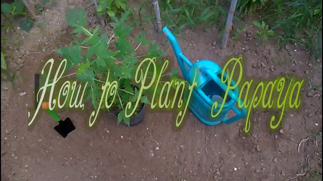 How to Plant Papaya