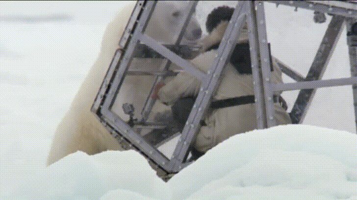 His assignment was to film polar bears for the BBC.