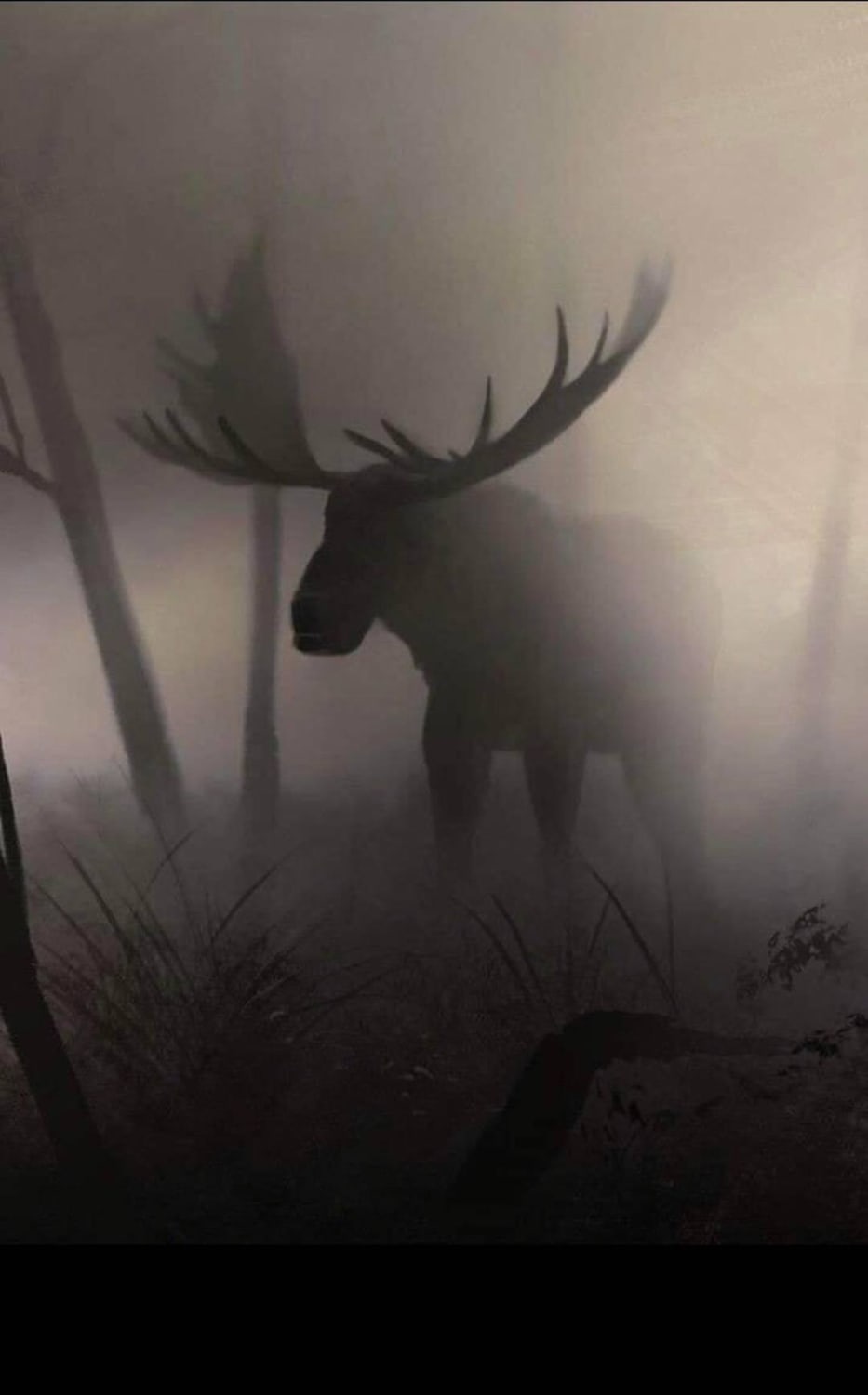 This moose in the fog