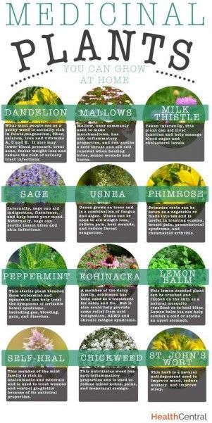 Medicinal Plants You Can Grow at Home