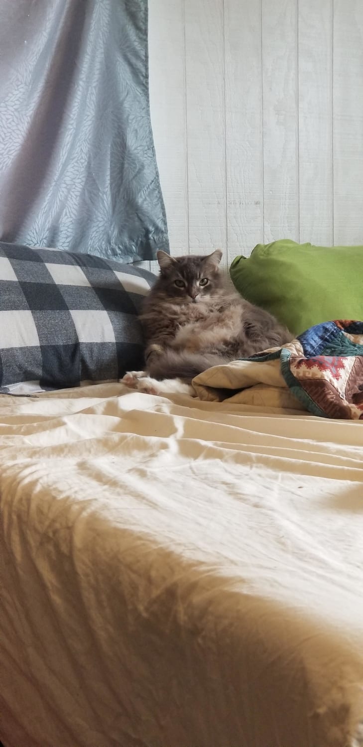 Giant floof is unimpressed with the lack of mom's silk pillowcase to nap upon.