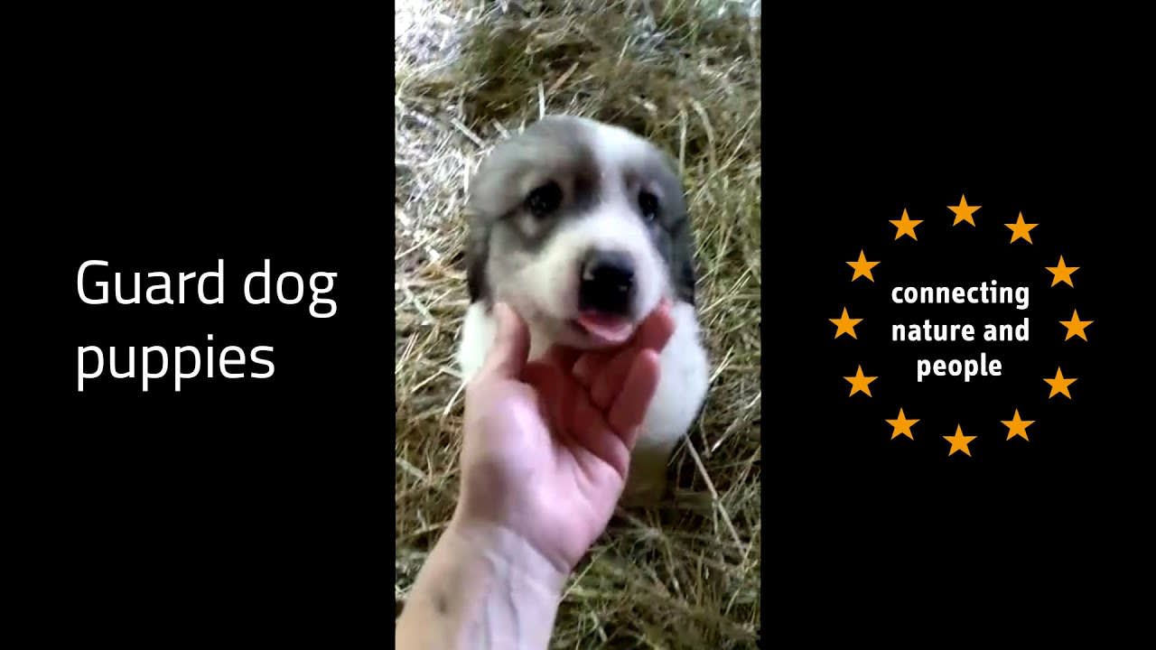 Guard dog puppies in Slovakia
