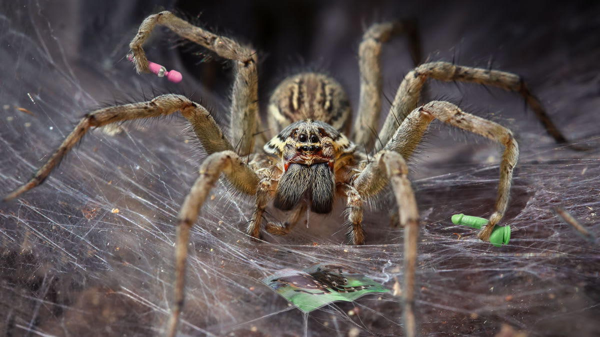 Masturbating Female Spider Instinctively Eats Self Afterwards