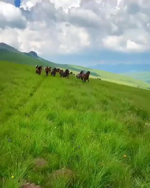 Wild horses in Northern Albania