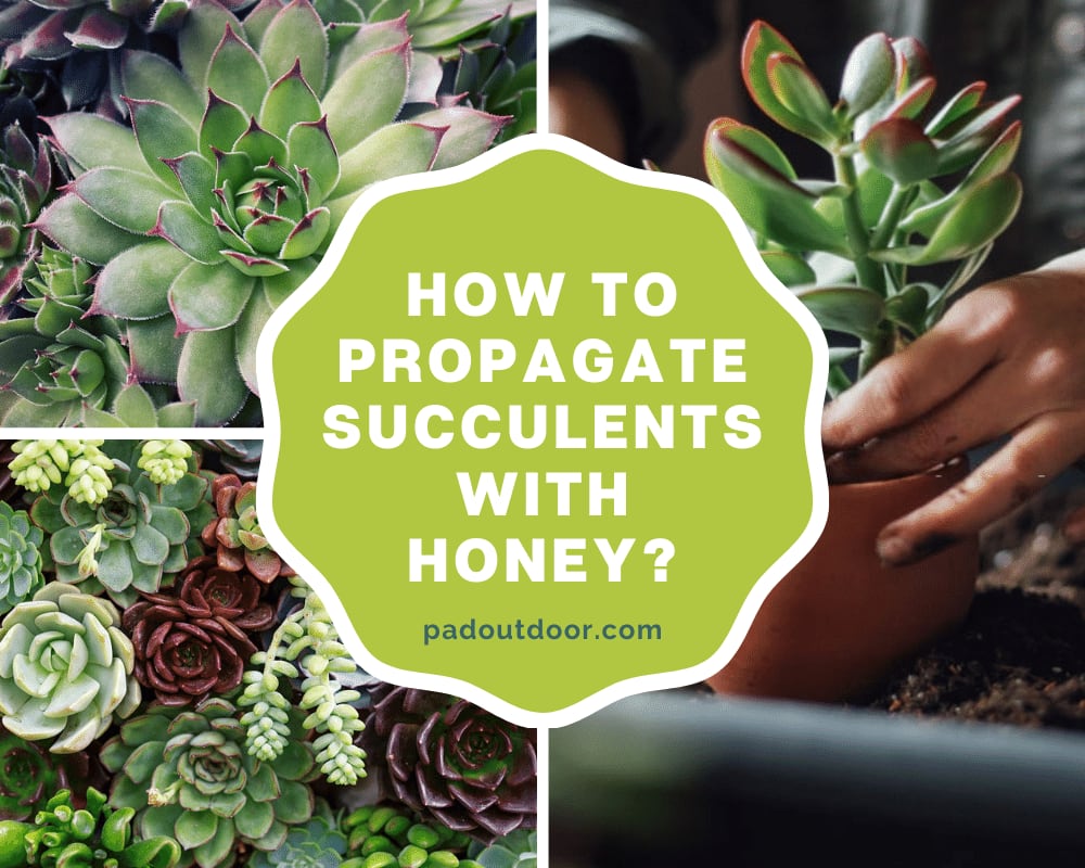 How To Propagate Succulents With Honey